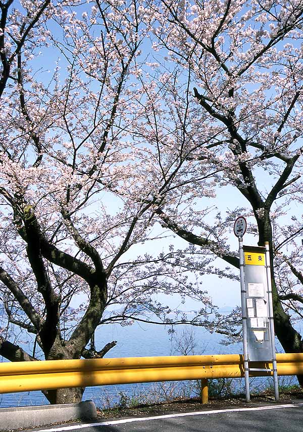 Gojo Cherry Blossom Lane