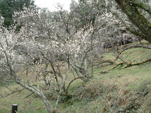 Yota Garyubaiの画像