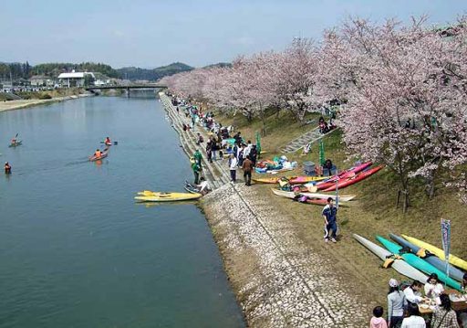 田布施川の桜並木の画像